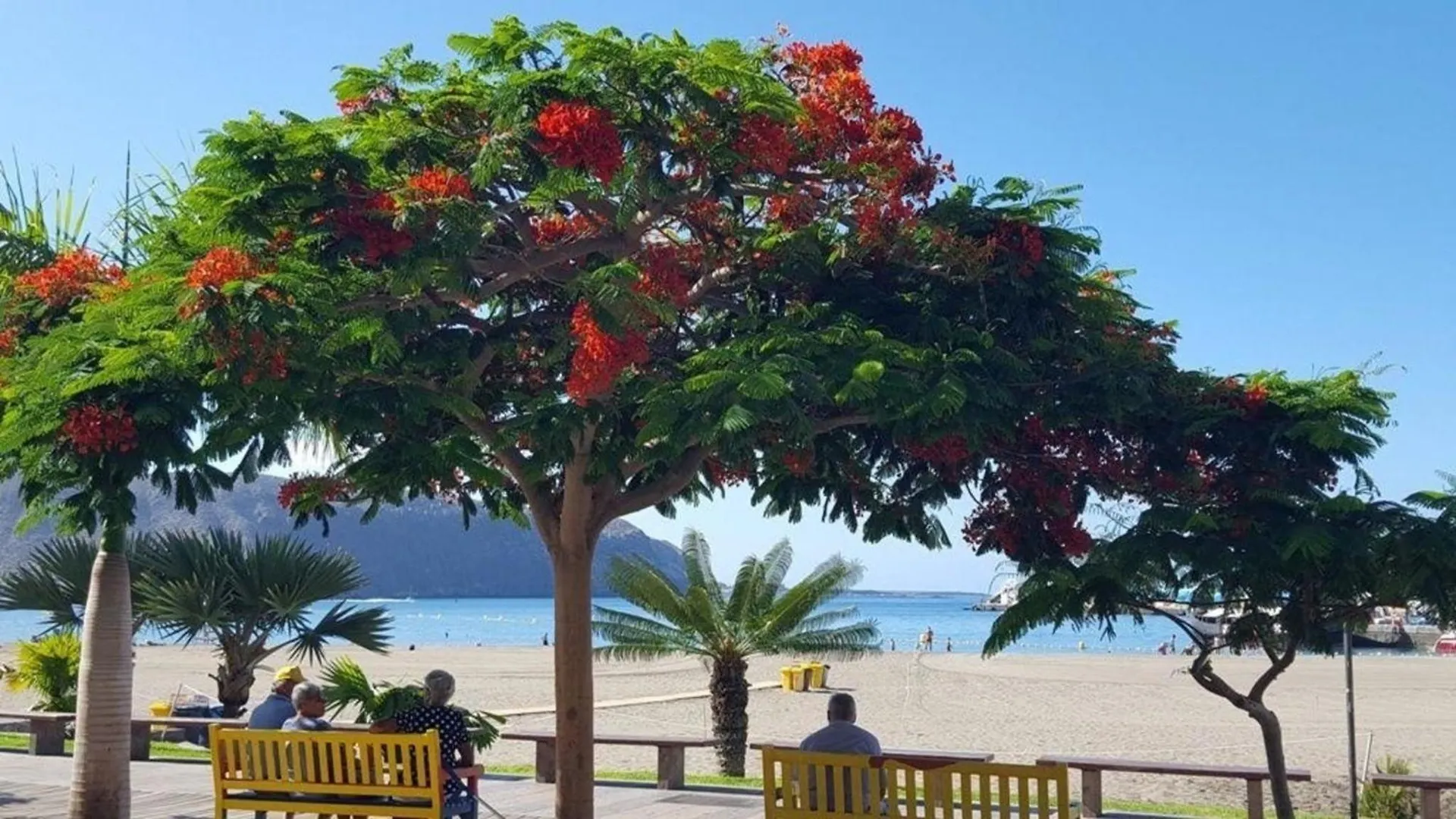 Ferienwohnung Fuer 3 Personen Ca 45 M In Los Cristianos, Teneriffa Westkueste Von Teneriffa 0*, לוס כריסטיאנוס